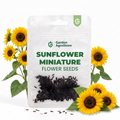 Sunflower Miniature Flower Seeds - 320 Seeds per Packet