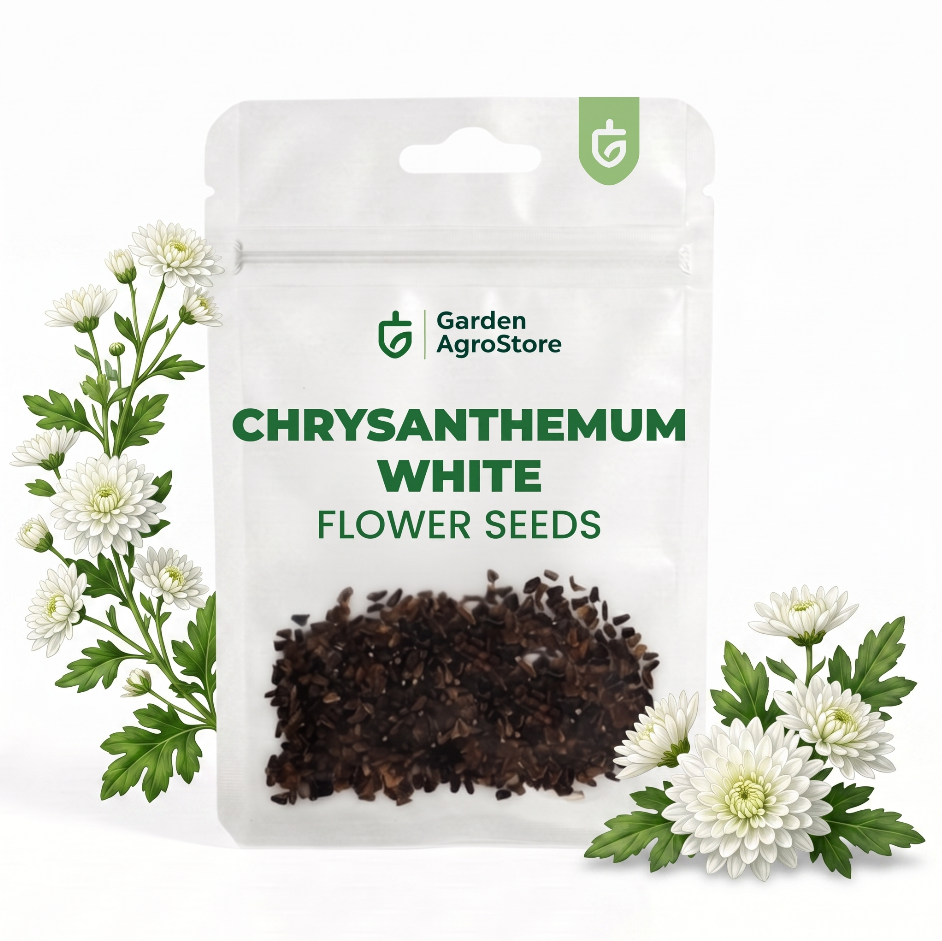 Chrysanthemum White Flower Seeds by Garden AgroStore
